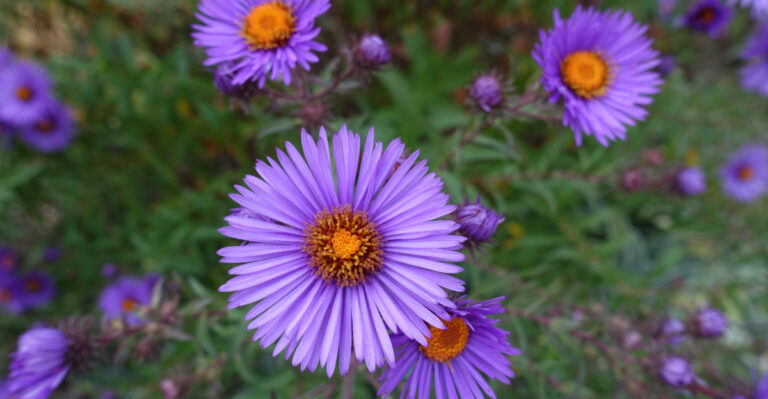 This Native Perennial Puts On A Blaze Of Fall Color In Vermont Gardens