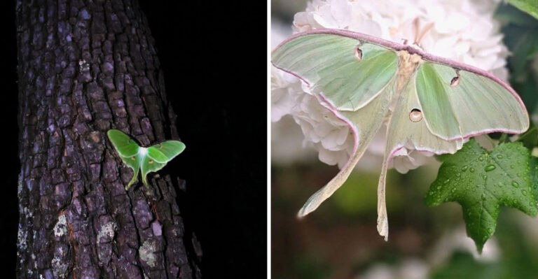 What It Really Means When Luna Moths Show Up Around North Carolina Garden Lights