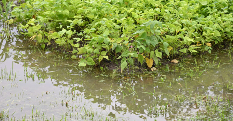 Flooded garden
