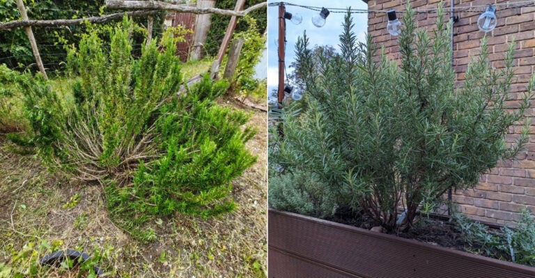 Why California Rosemary Splits Open In The Middle As It Ages