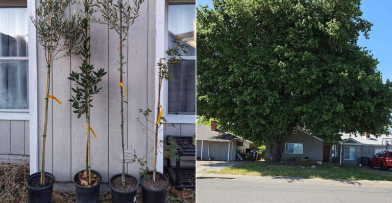 The California Tree-Planting Rebates Most Homeowners Never Apply For
