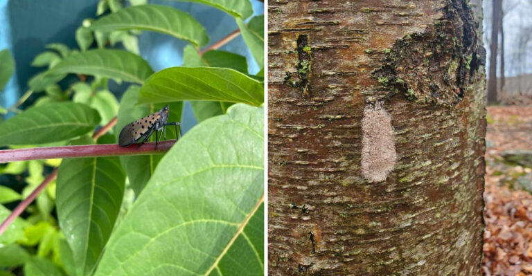 What It Really Means When Spotted Lanternflies Show Up In Your North Carolina Yard