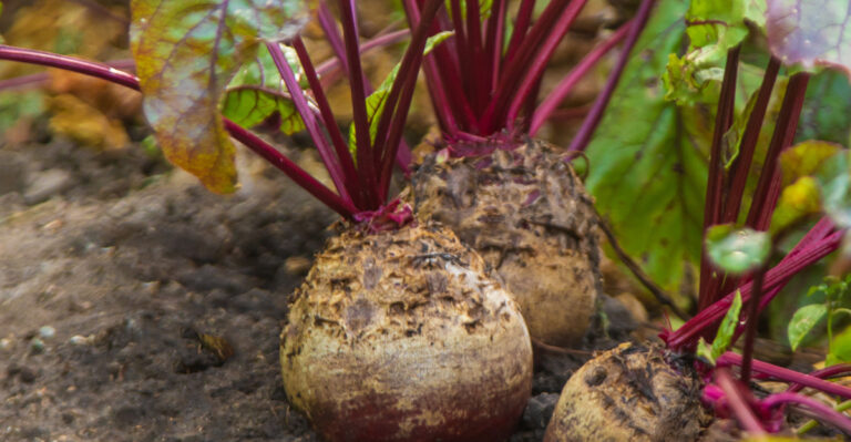 beets