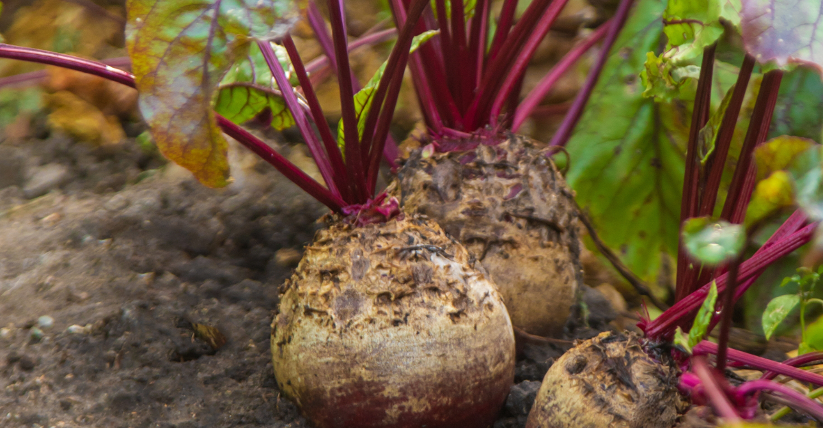 beets