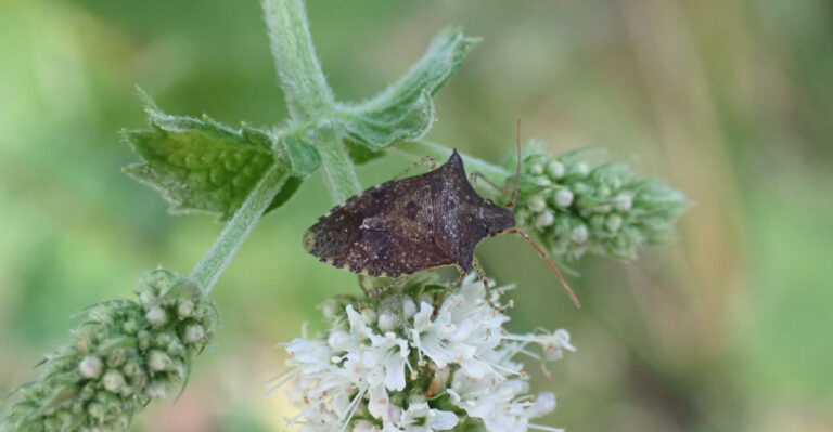 stink bug