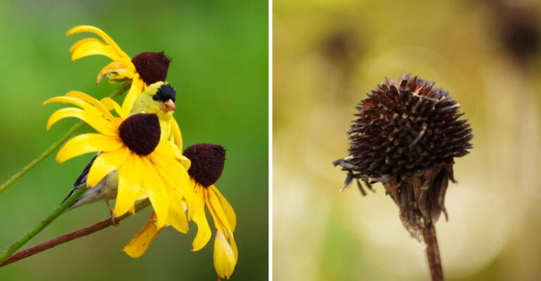 black eyed susan