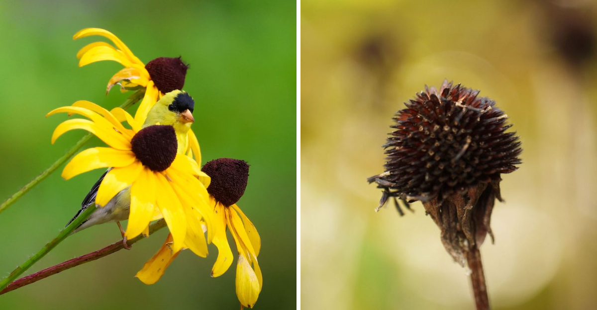 black eyed susan