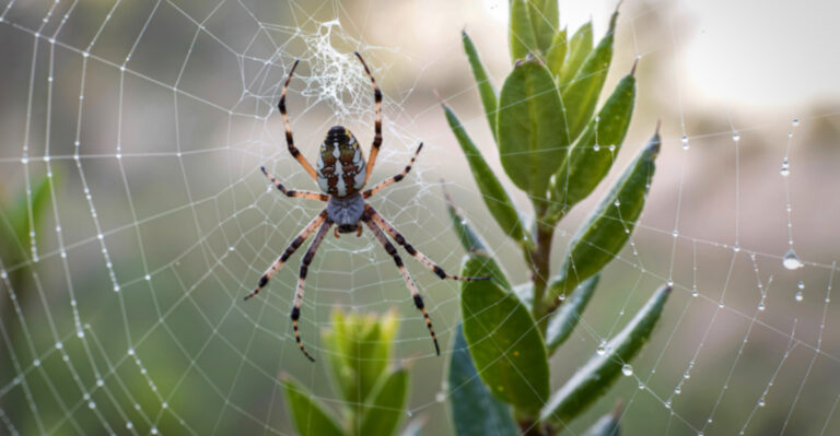 What It Means When Michigan Gardens Fill With Spiderwebs In Late Summer