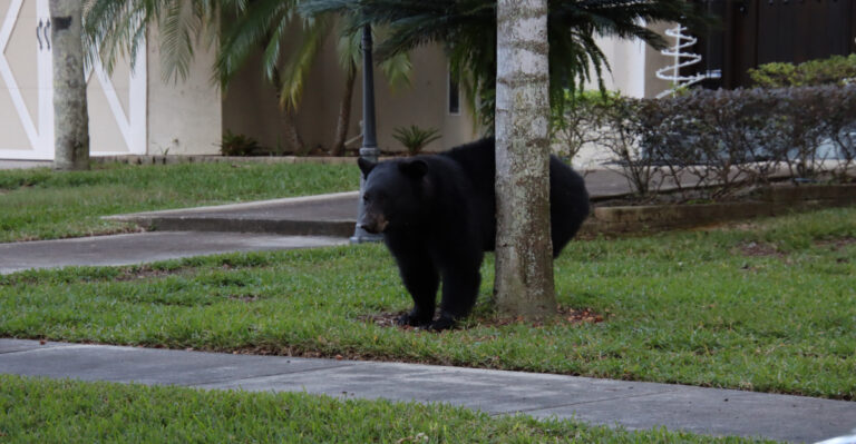 Why Black Bears Start Showing Up In California Backyards More Often In Late Summer