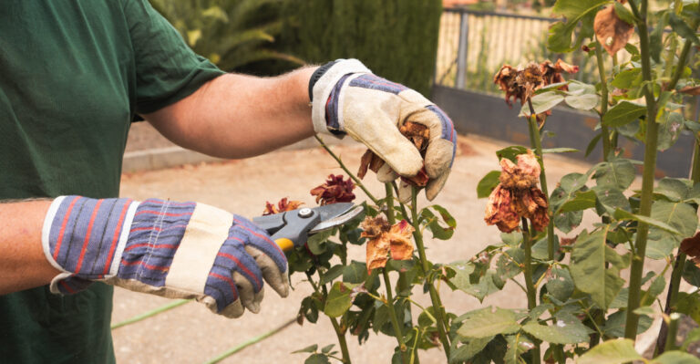 What Oregon Gardeners Should Do To Roses After The Last Big Summer Flush