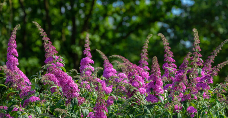 The Low-Water Shrub Pennsylvania Homeowners Can Use Instead Of Oleander