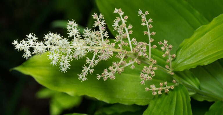 Oregon Gardeners Are Ditching Hostas In Shade Gardens For These Natives That Handle Dry Spells Too