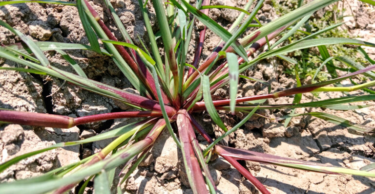 Green Echinochloa Colona plant
