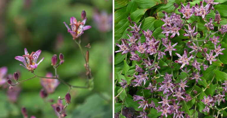 The One Thing North Carolina Toad Lilies Need In September Or They Won’t Bloom