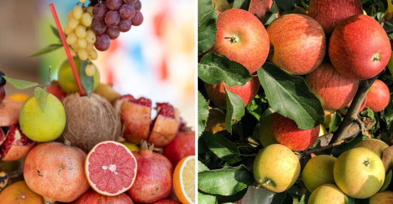 The Hybrid Fruit Tree Trend Taking Over Small Illinois Yards This Fall