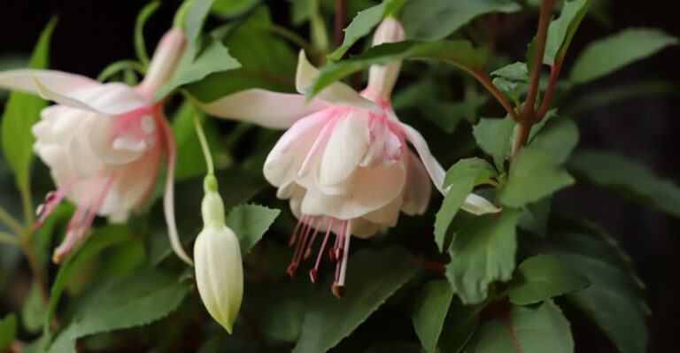 Why Are Your Oregon Fuchsia Blooms Fading In August?