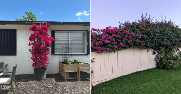 The One Plant California Fire Officials Say Should Never Touch Your House