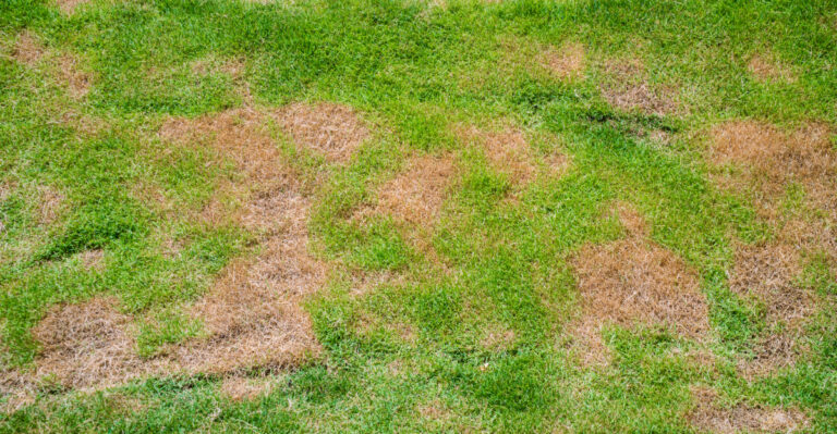 Those Brown Patches In Your Massachusetts Lawn Could Mean Something Bigger