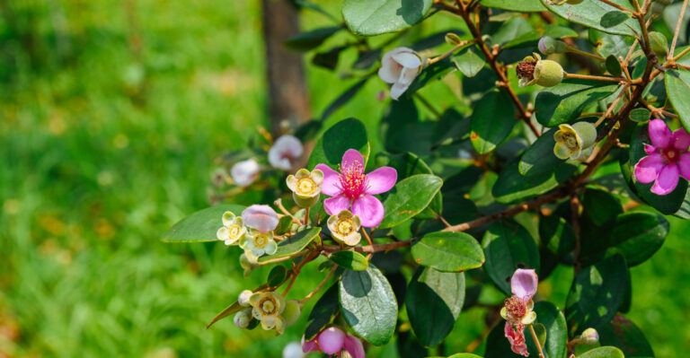 downy myrtle rose