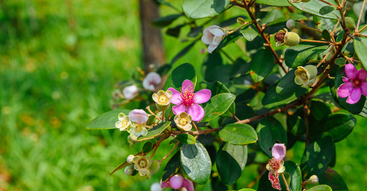 downy myrtle rose