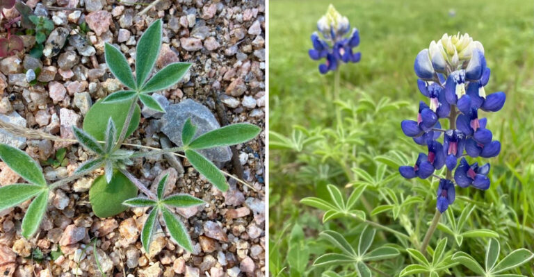 bluebonnets