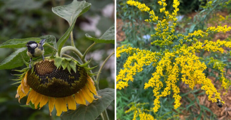 Stop Trimming These Ohio Perennials If You Want Winter Birds