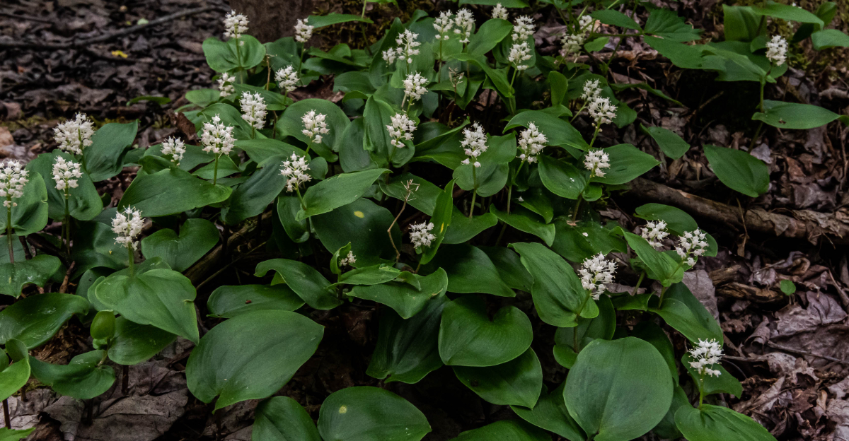 canada mayflower