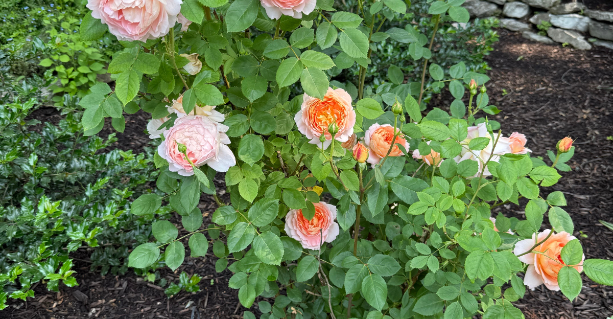 blooming roses