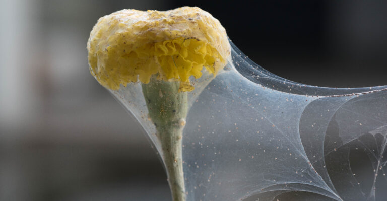 Don’t Let Spider Mites Ruin Your Arizona Marigolds This Week