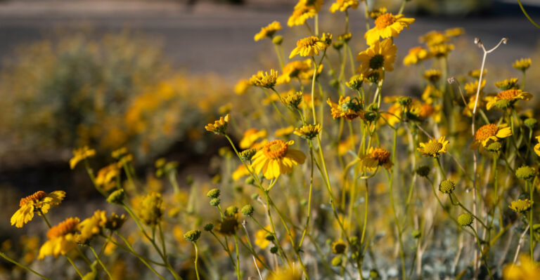 plant (featured image)