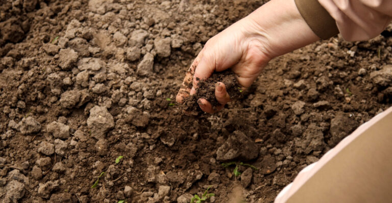 Illinois Farms And Backyards Are Embracing The No-Till Gardening Movement