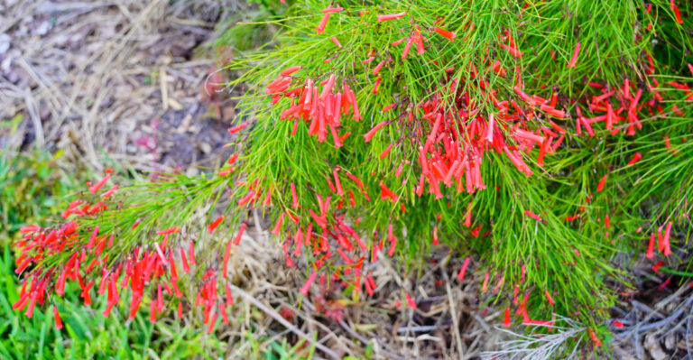 Coral Fountain (featured image)