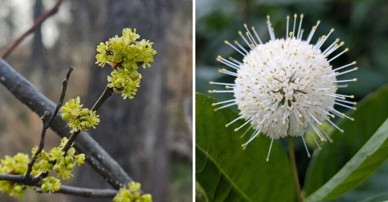 Native Ohio Plants To Grow Instead Of Burning Bush This August
