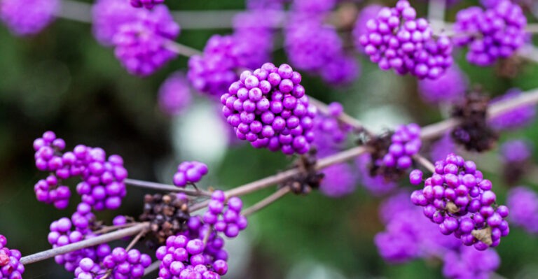 The Native Texas Plant That Keeps Mosquitos Out Of Backyards In Summer