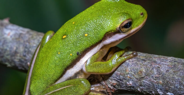 Green Treefrog