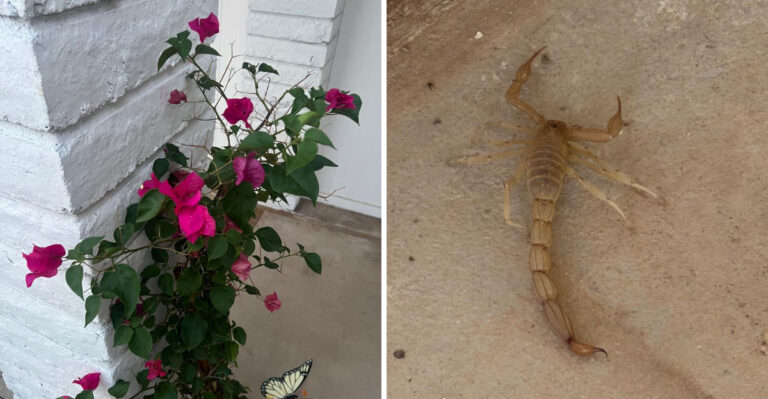 Popular Arizona Landscaping Plants That Quietly Invite More Scorpions
