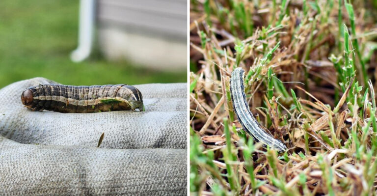There’s A New Visitor In Kentucky Lawns, And It Moves Fast
