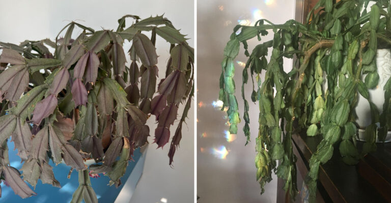 Why Your Christmas Cactus Looks Tired And Wrinkled By Late Summer