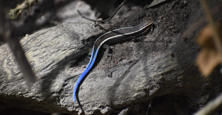 The Five-Lined Skink Is Becoming A Common Sight In Tennessee Gardens