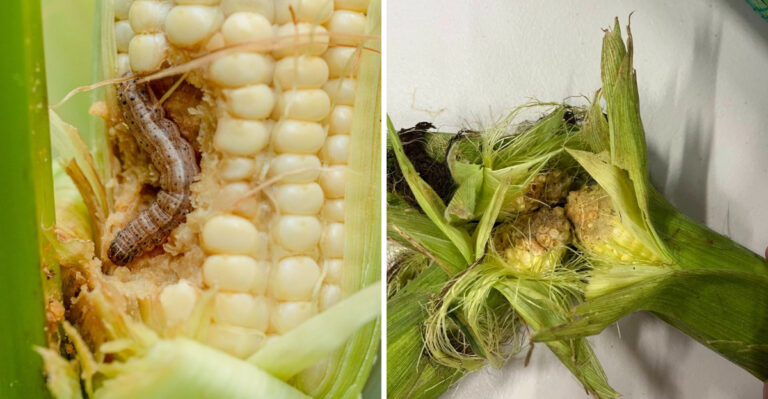 pest on sweet corn