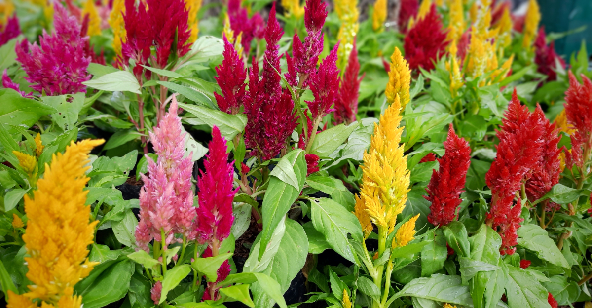 celosia