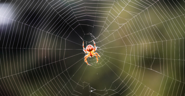 8 Reasons Massachusetts Yards Are Suddenly Full Of Spider Webs In August