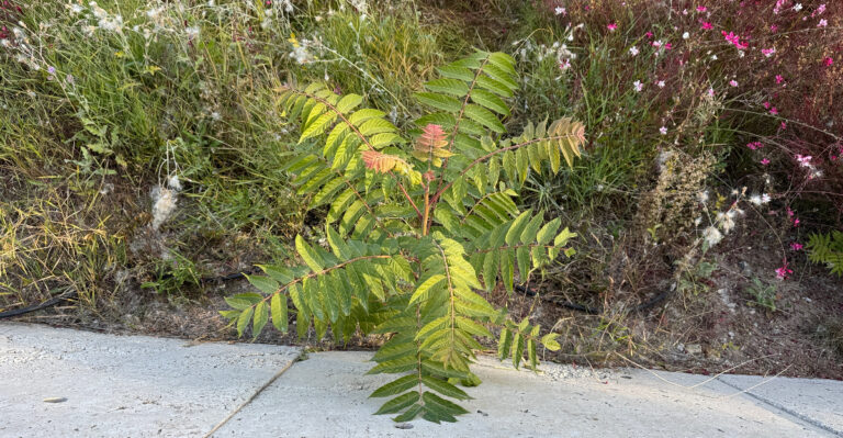 Why Tree-Of-Heaven Is Becoming A Bigger Problem In Oregon Yards Than Most Gardeners Realize