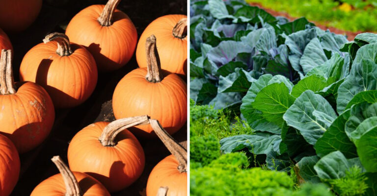 These Are The Vegetables You Should Never Plant Next To Squash