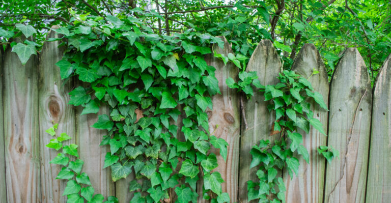 Can You Legally Cut A Neighbors Invasive English Ivy Off Your Oregon Fence?