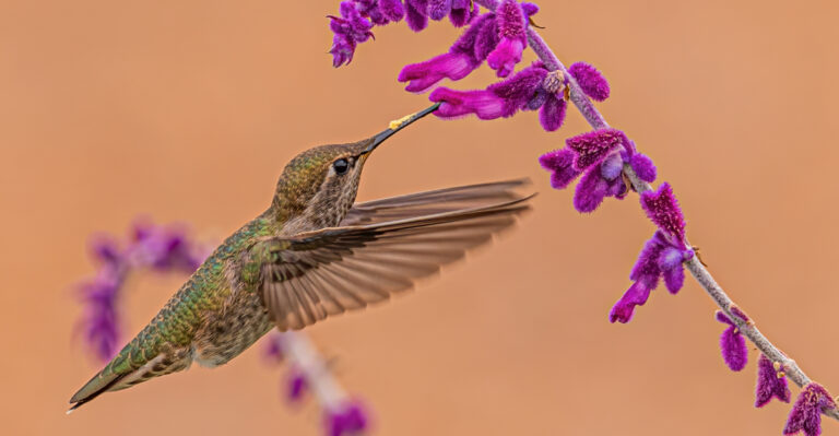 The Meaning Behind Seeing Hummingbirds In Your California Yard In August