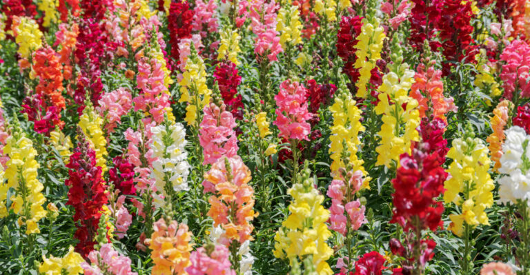 Snapdragons (featured image)