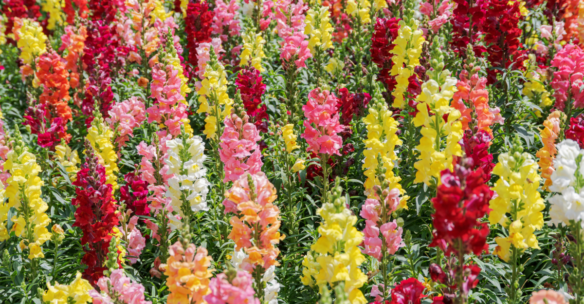 Snapdragons (featured image)