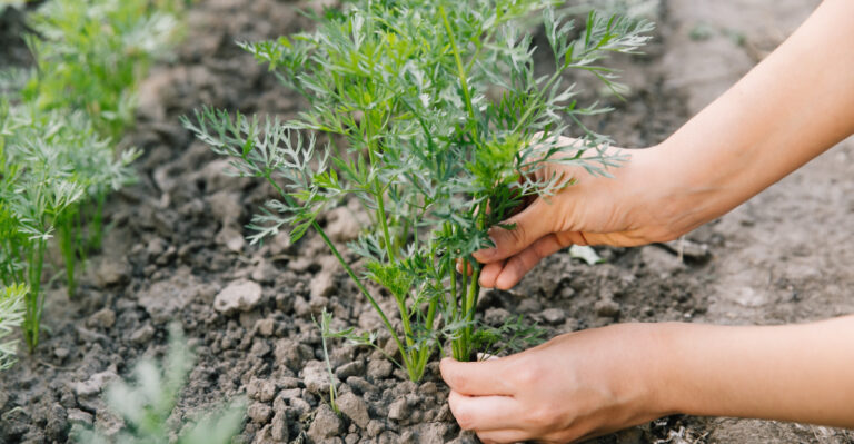 How Ohio Gardeners Are Getting Carrots To Sprout In August Heat