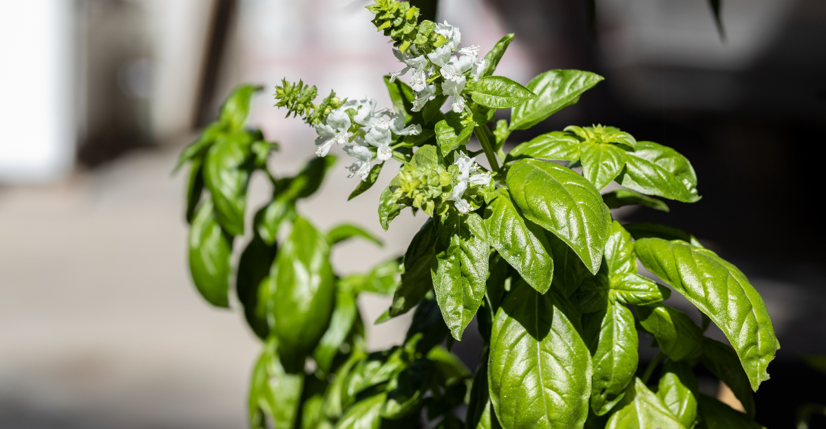 basil flowering